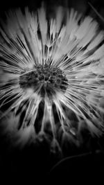 Close-up of dandelion