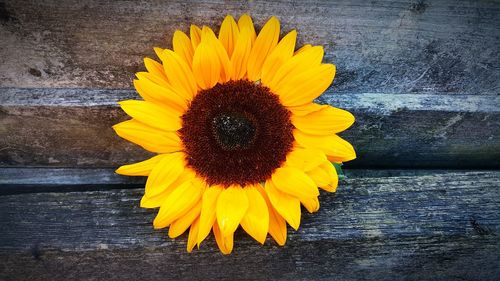 Close-up of yellow sunflower blooming on wooden surface