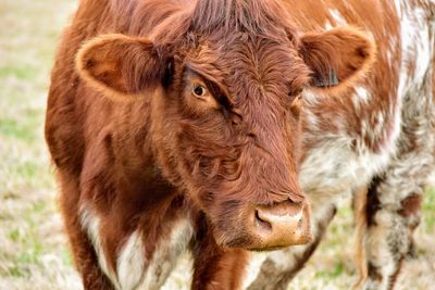 Close-up of cow