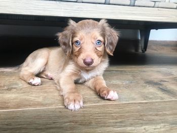 Portrait of puppy sitting on floor