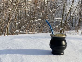 Close-up of snow covered plant on table