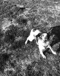 Dog standing on grassy field