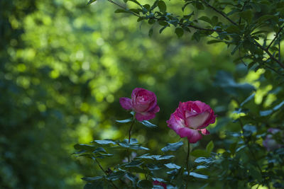 Close-up of pink rose