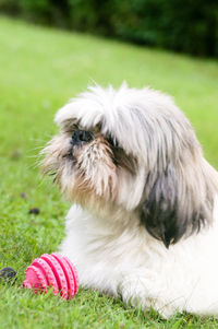 Close-up of a dog