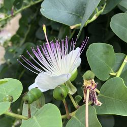 Close-up of honey bee on purple flowering plant