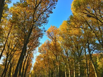 Low angle view of trees in forest during autumn