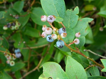 Close-up of insect on plant