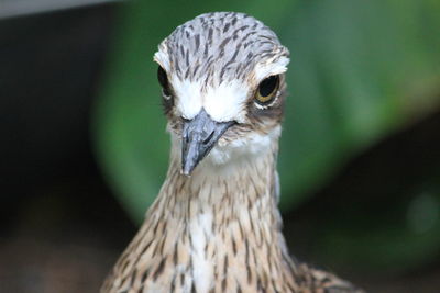 Close-up of a bird