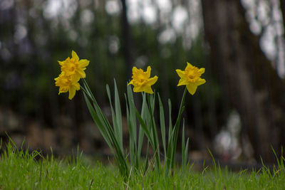 Close-up of yellow flowering plants on land