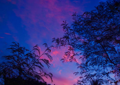 Low angle view of silhouette tree against sky at sunset