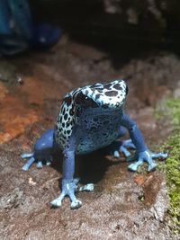 Close-up of a lizard on rock