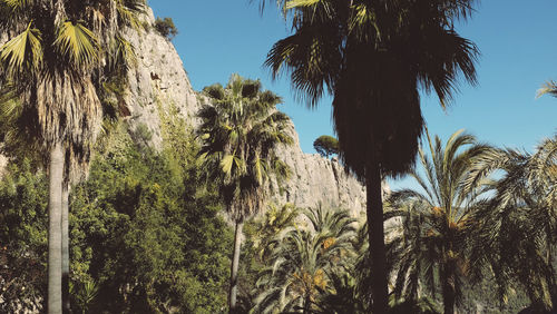 Low angle view of palm trees against sky