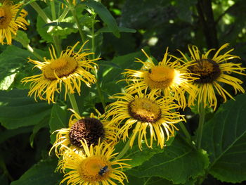 Close-up of yellow flowering plant