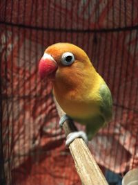 Close-up of parrot in cage