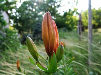 Close-up of flower bud on field