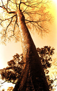 Low angle view of bare tree against sky