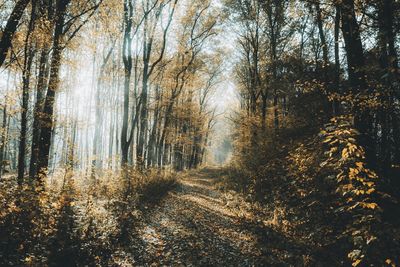 Trees growing in forest during autumn