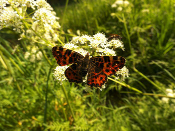 Close-up of butterfly pollinating on flower