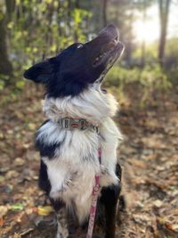 Dogs running on field