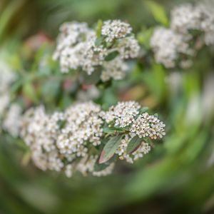 Close-up of flowers