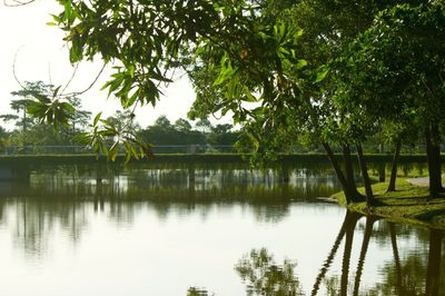 Scenic view of lake by trees against sky