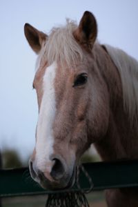 Close-up portrait of horse