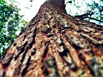 Low angle view of tree trunk