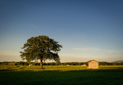 Tree on field against clear sky