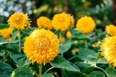 Close-up of yellow flowers