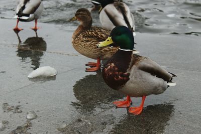 Mallard ducks on lake