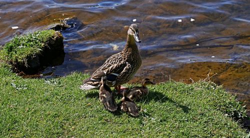 Birds in a lake