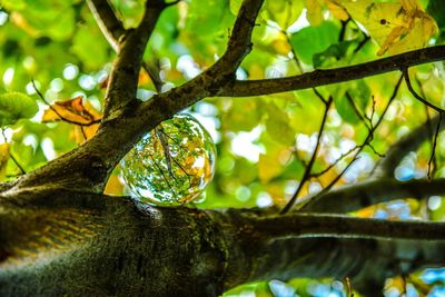 Low angle view of lizard on tree