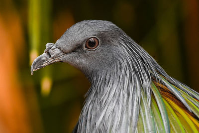 Close-up of a bird