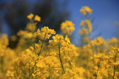 Close-up of yellow flowering plants