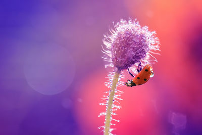 Close-up of ladybug on purple flower