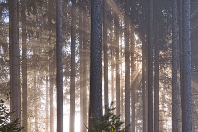 Low angle view of sunlight streaming through trees in forest