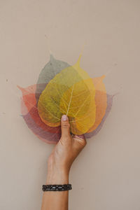 Close-up of hand holding yellow leaves over white background