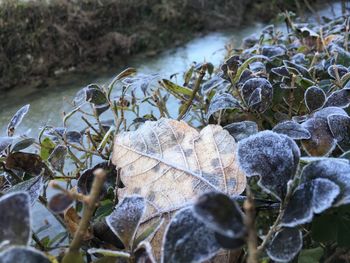 Close-up of snow on dry land