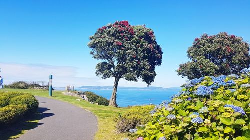 View of flowering plants against clear blue sky