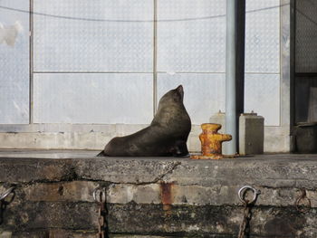 Low section of woman sitting on wall