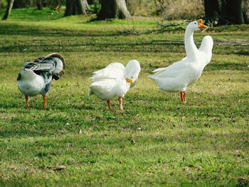 Bird on grassy field