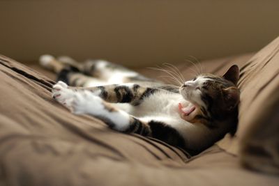 Close-up of cat sleeping on bed at home