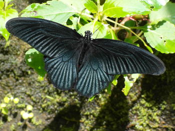 Close-up of butterfly