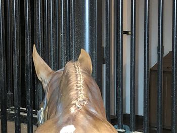 Close-up of horse in stable