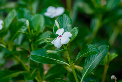 Close-up of white flowering plant