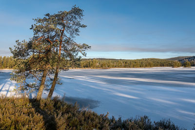 Trees on field by lake against sky