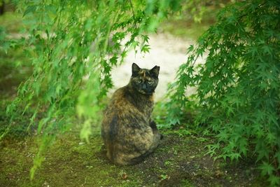 A tortoiseshell cat sitting in japanese garden at fresh green season