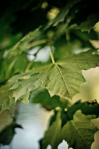 Close-up of leaves against blurred background