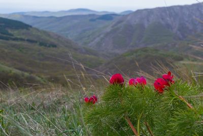 Close-up of poppy flowers in field