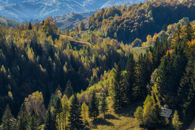 Panoramic view of pine trees in forest